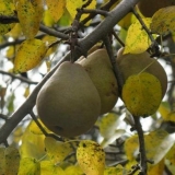 Prihranjivanje krušaka u jesen